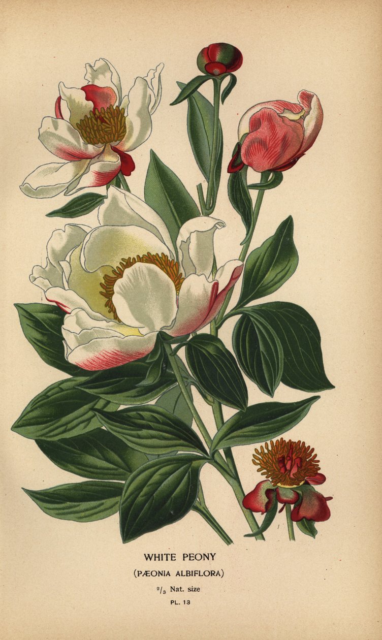 Peónia branca, Paeonia lactiflora. de Désiré Georges Jean Marie Bois