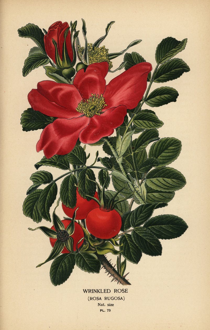 Rosa rugosa, Rosa rugosa. de Désiré Georges Jean Marie Bois