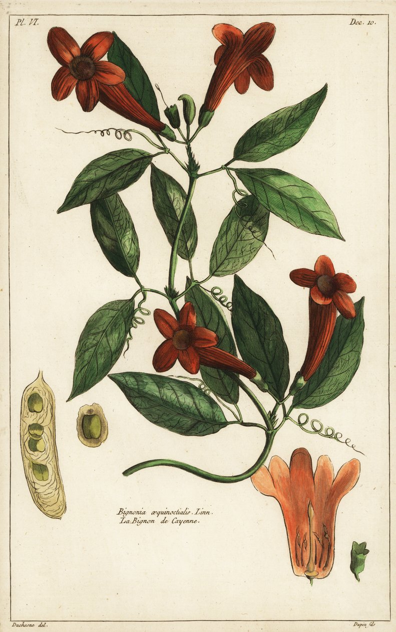 Videira de alho, Bignonia aequinoctialis, Linn de Duchesne Duchesne