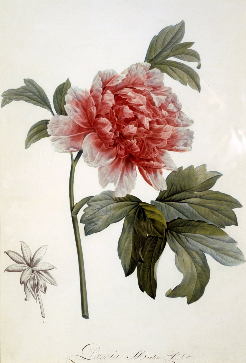 Paeonia Moutan, publicada em 1799 (gravura a cores) de Dutch School