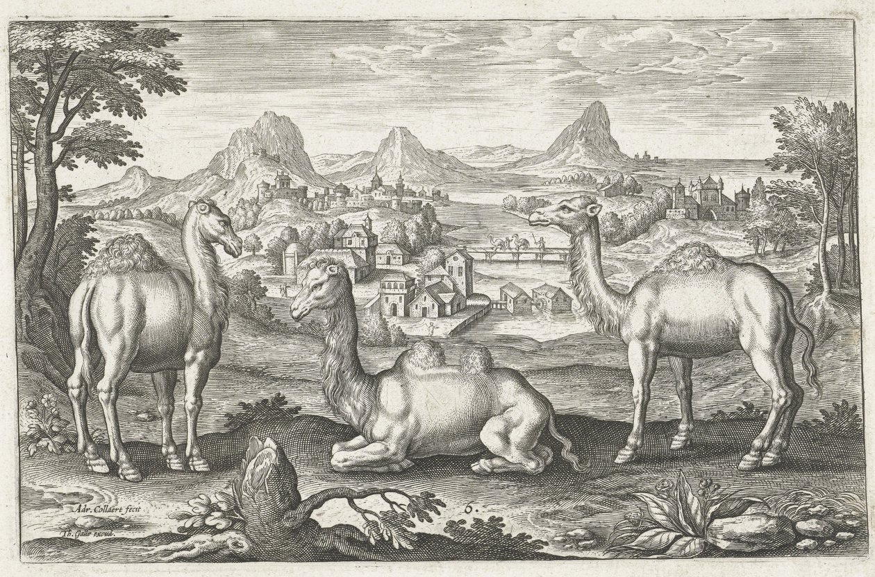 Três camelos, gravados por Adriaen Collaert (c. 1560 1618) de Dutch School