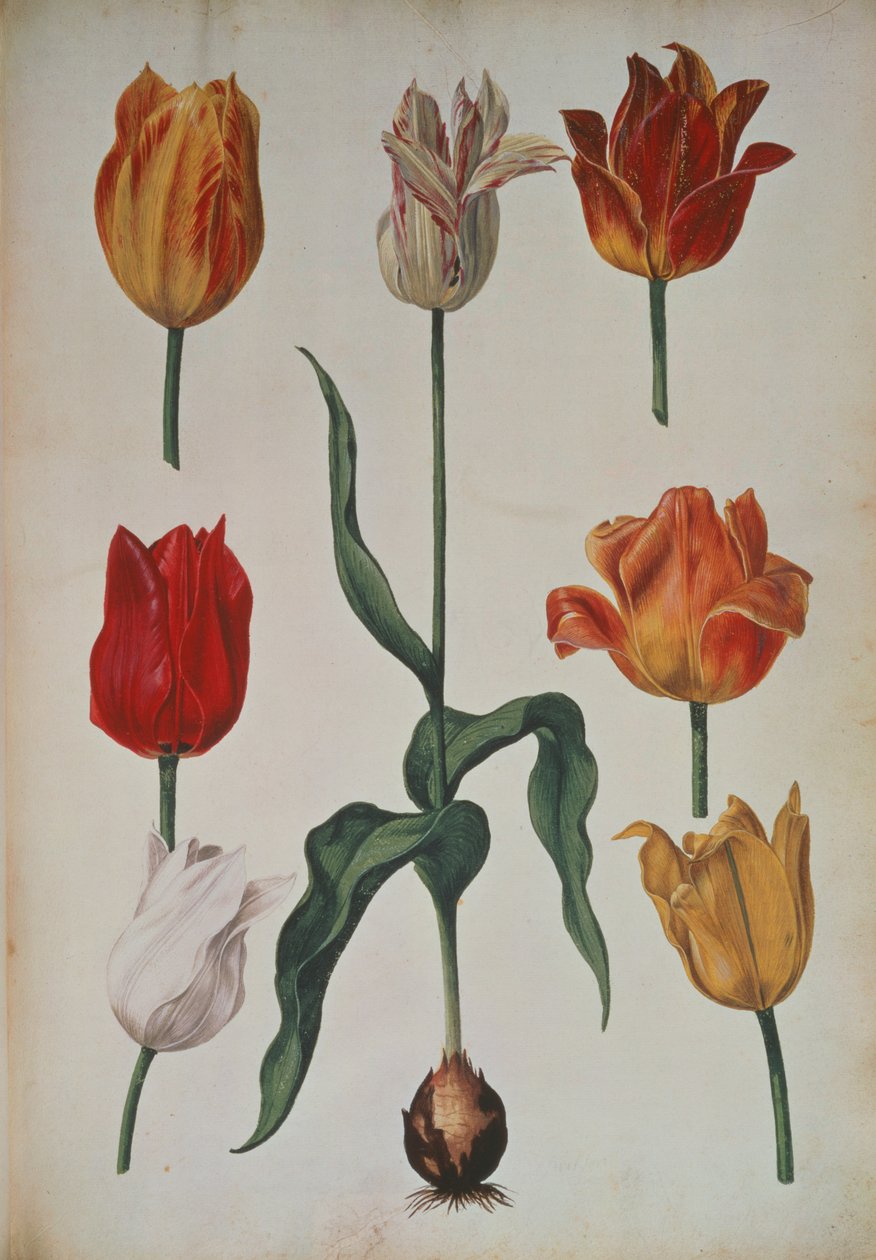 Tulipas: da coleção de flores à natureza desenhada (coleção de flores da natureza) c.1630 de Dutch School