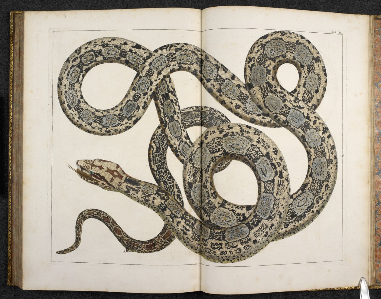 Um Python, de 