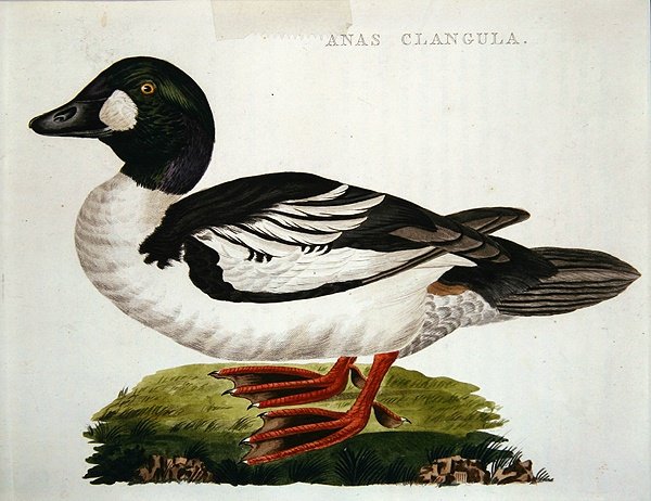Anas Clangula de Dutch School