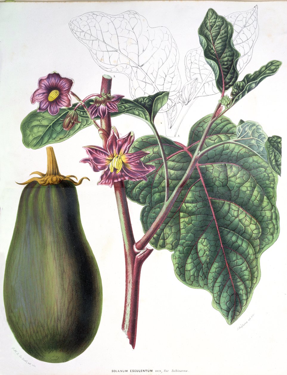 Berinjela, placa botânica de Flora dos Jardins do Reino dos Países Baixos por AW Sythoff, 1860 de Dutch School