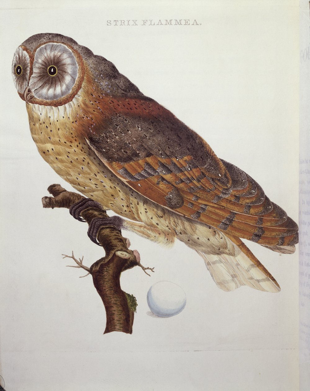 Coruja de Celeiro (Strix Flammea) 1796 de Dutch School