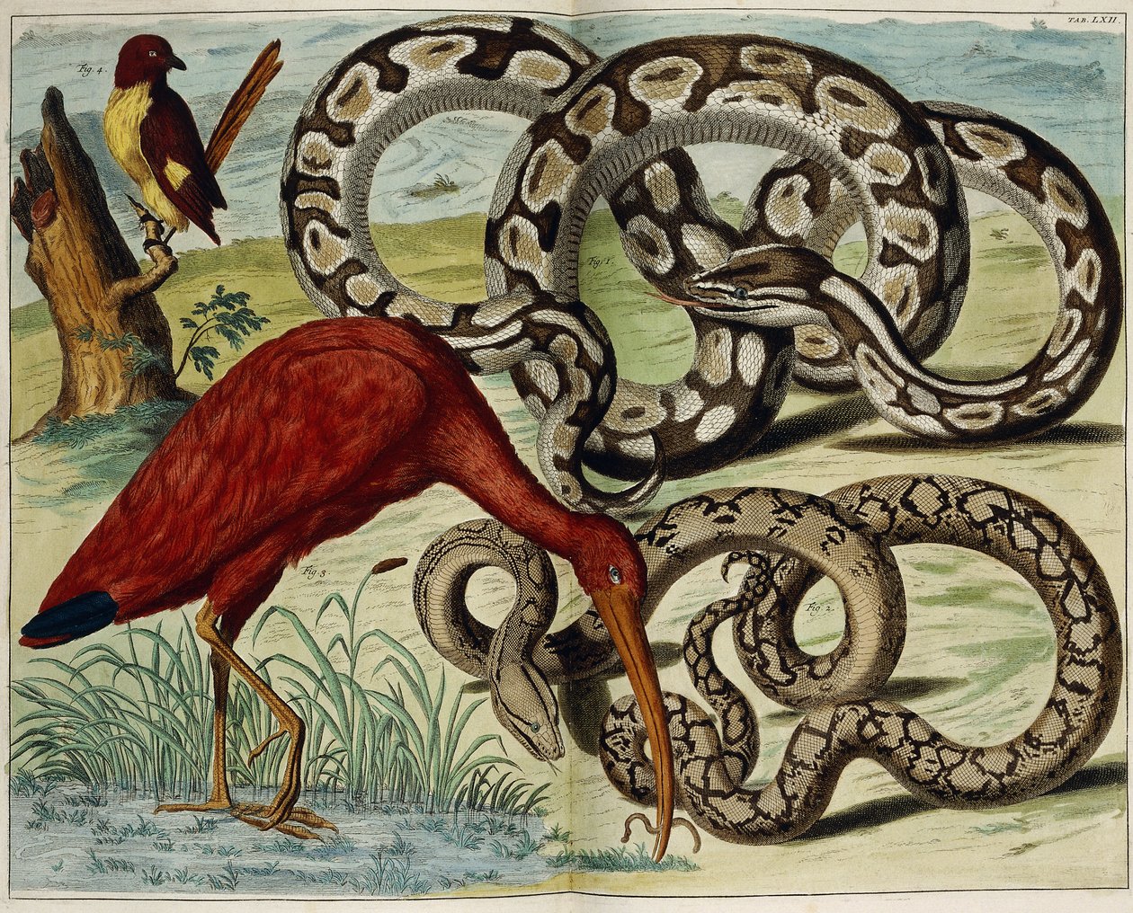 Pássaros e cobras, placa 62, de "As coisas mais ricos tesouros naturais Nova Descrição", 1734-1765 de Dutch School