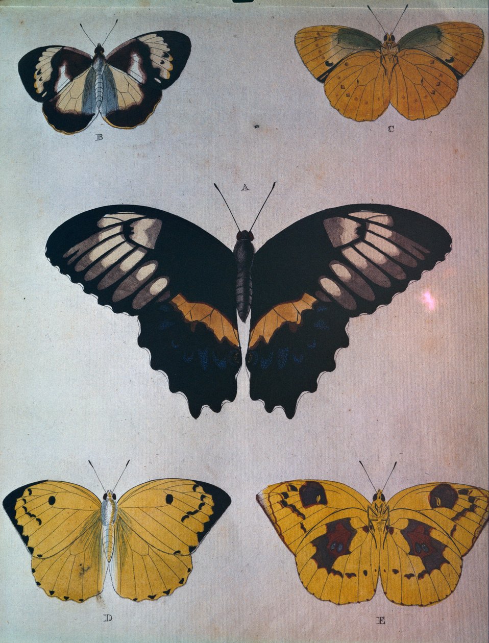 Borboletas de Dutch School