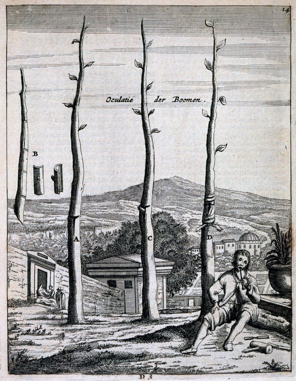 Árvores frutíferas, de De Nederlandze Hespérides por Jan Commelin, publicado em 1676 de Dutch School