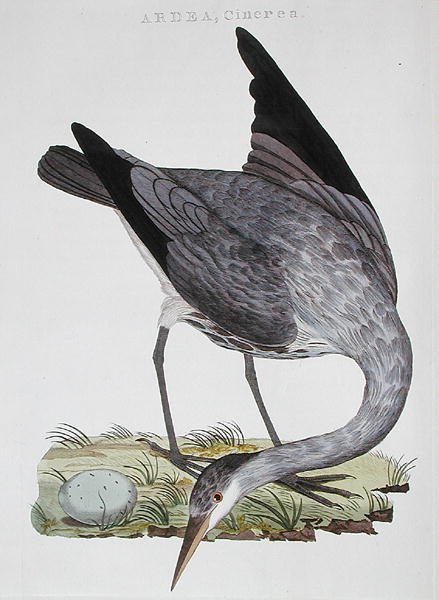 Heron, publicado em Amsterdão de Dutch School