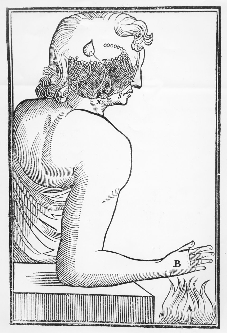 Ilustração do funcionamento e efeito da glândula pineal no sistema nervoso humano em relação à reação ao fogo, de Tractatus de Homine, publicado em Amsterdã por Elsevier, 1677 de Dutch School