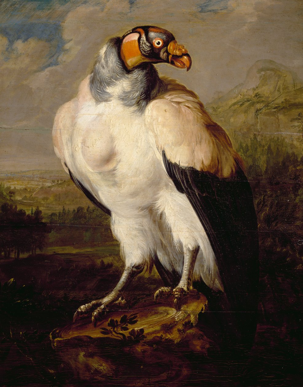 King Vulture, pintura de artista desconhecido holandês, Holanda de Dutch School