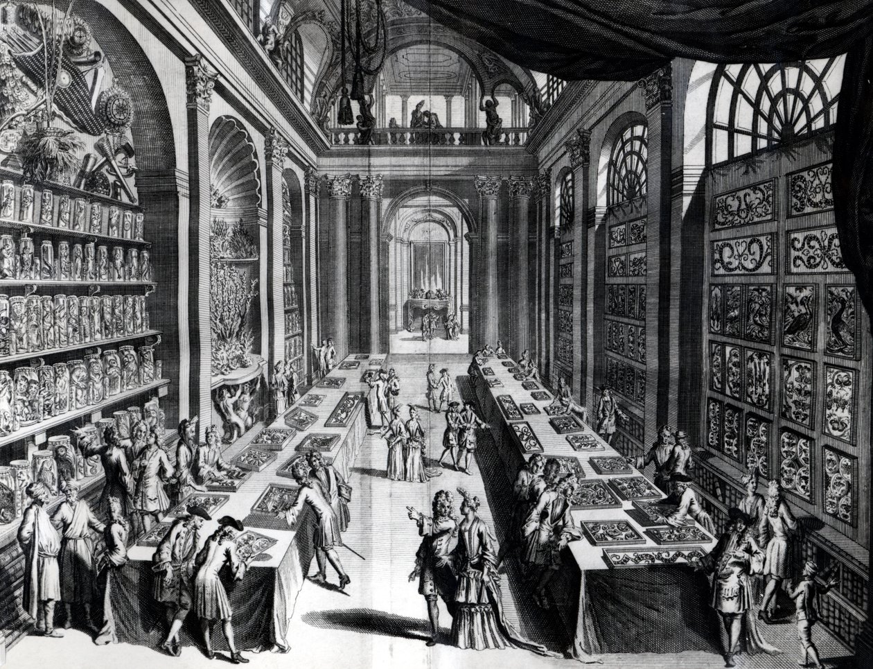 Coleção de curiosidades de Levin Vincents, ilustração do Theatre of Wonders da Nature, c.1719 de Dutch School
