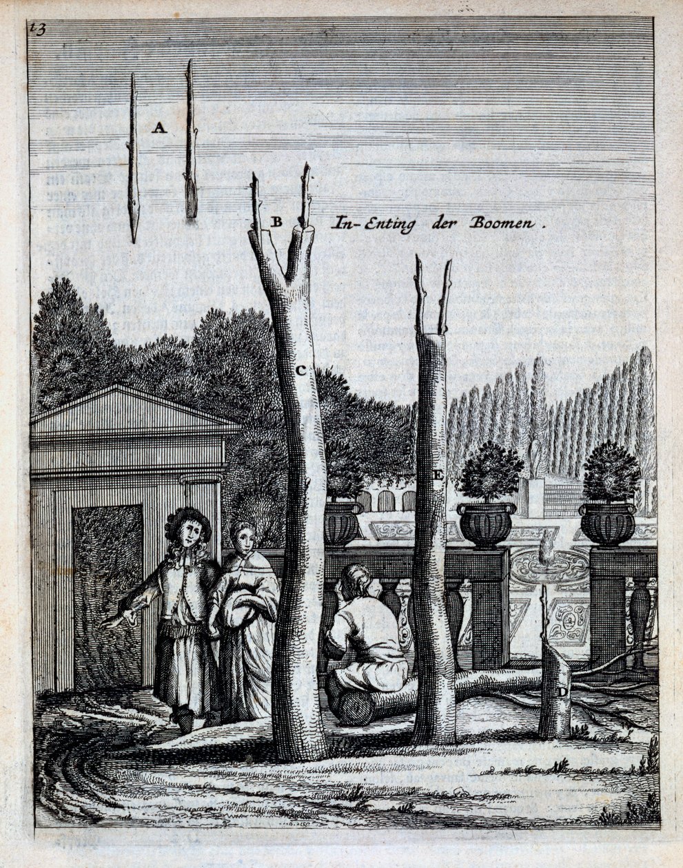 Cal e laranjeiras, de De Nederlandze Hespérides por Jan Commelin, publicado em 1676 de Dutch School