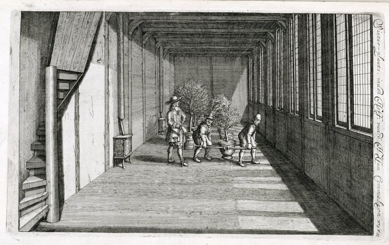 Mover árvores para o jardim para o verão, de De Nederlandze Hespérides por Jan Commelin, publicado em 1676 de Dutch School