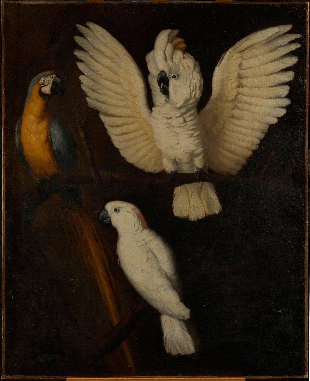 Papagaios, c.1670 de Dutch School