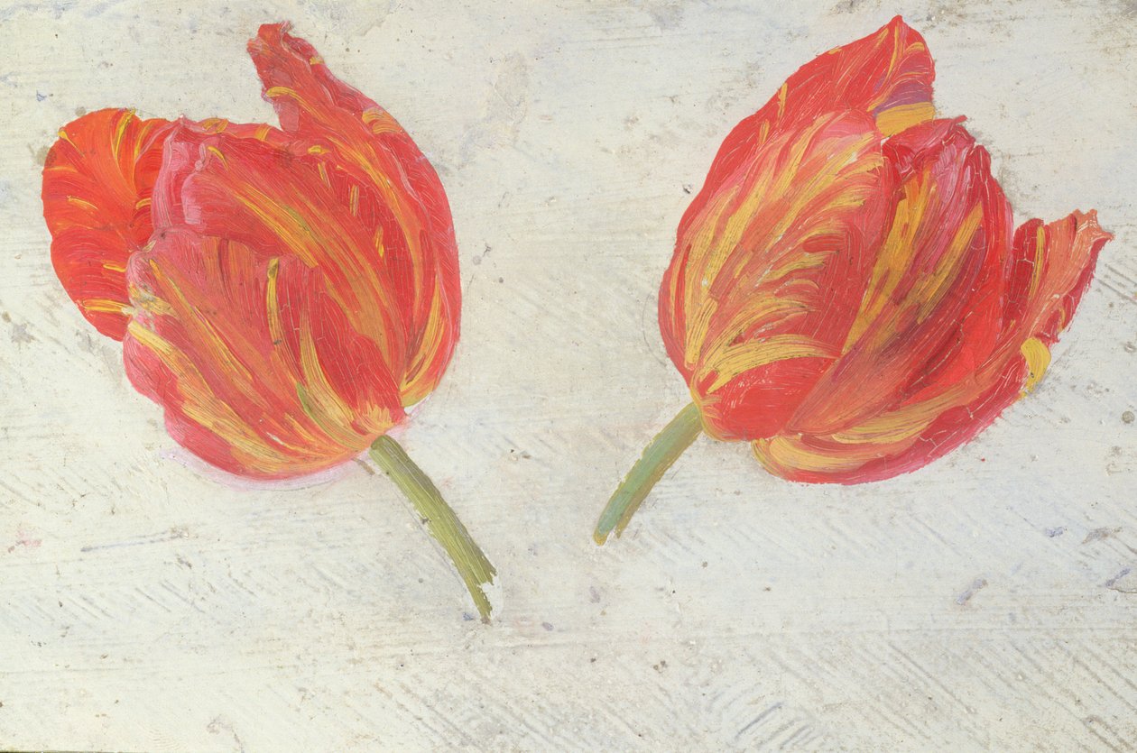 Estudos de tulipas, c.1830 (óleo sobre papel) de Dutch School