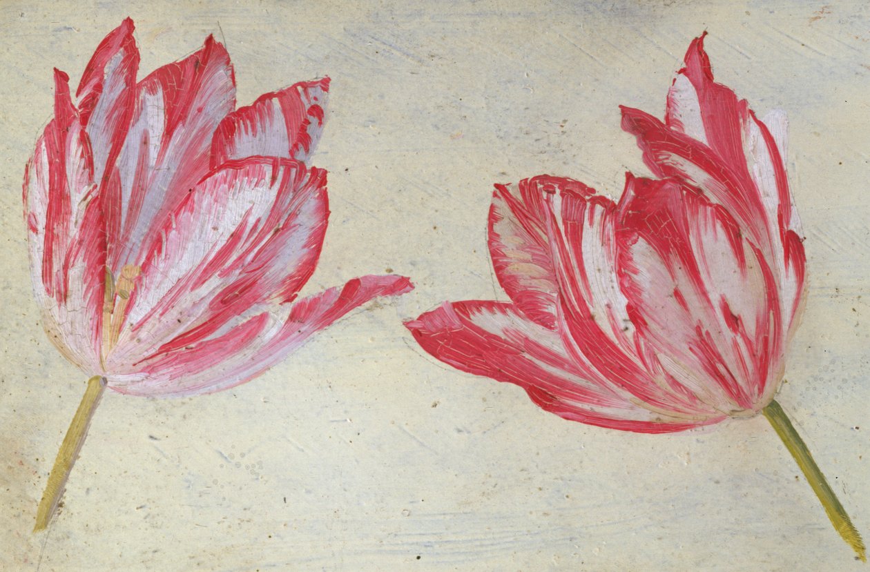 Estudos de tulipas, c.1830 (óleo sobre papel) de Dutch School