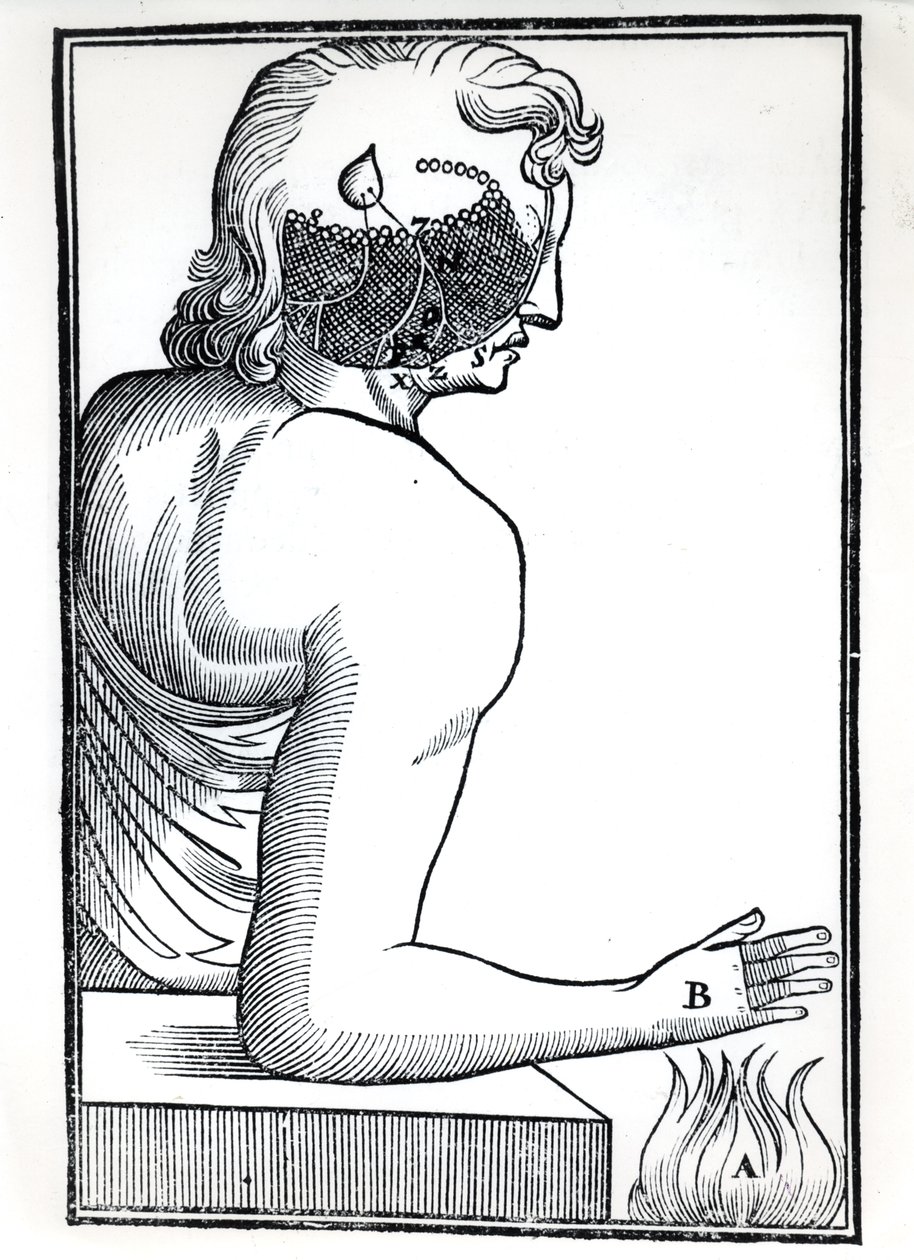 A Percepção dos Sentidos, de De Homine Figuris, de René Descartes (1596-1650), publicado em Amsterdã, 1677 de Dutch School