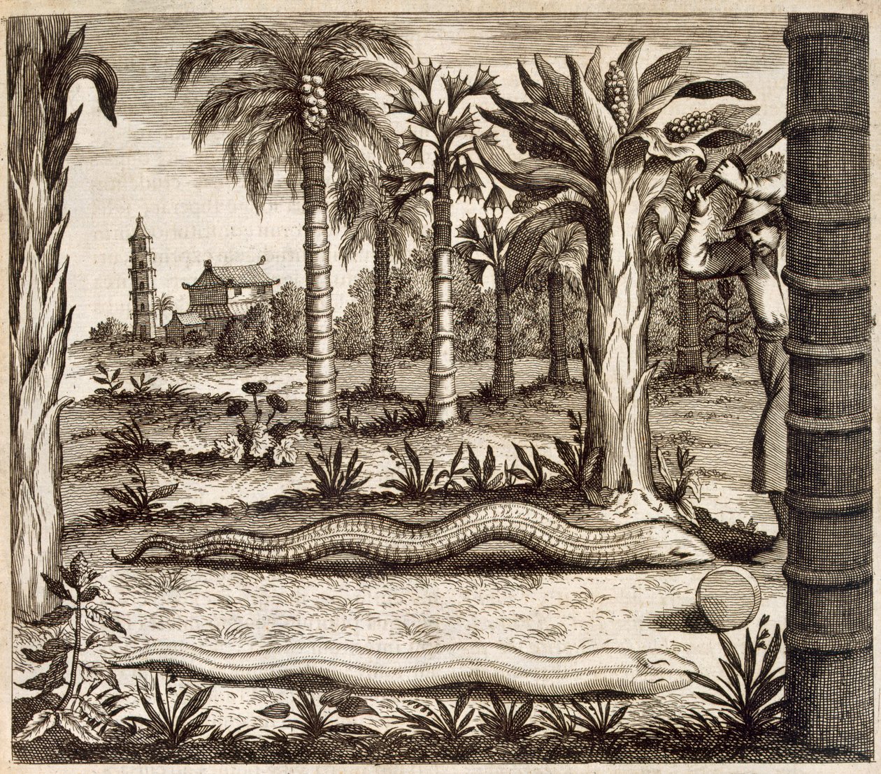 A Serpente de Pedra, da China Ilustrada por Athanasius Kircher (1601-80) 1667 de Dutch School