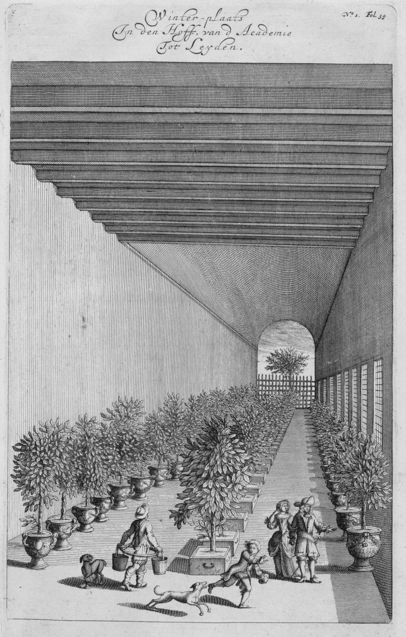 A Casa Forçante, de De Nederlandze Hespérides, de Jan Commelin, publicou 1676 de Dutch School