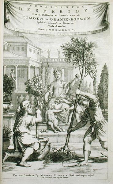 Página de título de "De Nederlandze Hesperides" de Jan Commelin, publicada em 1676 (gravura) de Dutch School