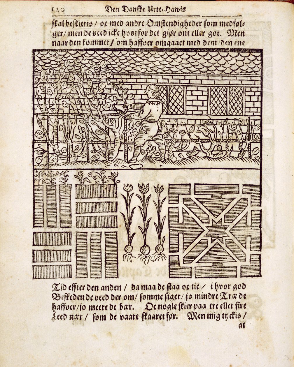Treinamento e Plantio no jardim, de The Dutch Gardener, de Johann van der Groen, publicado em 1699 de Dutch School