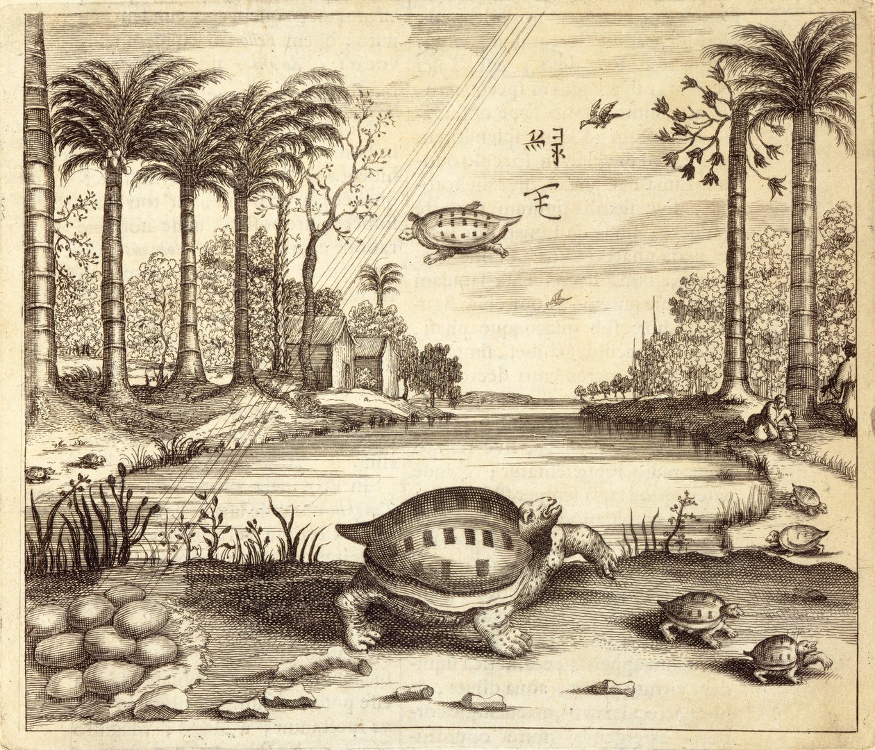 Ovos de Tartaruga Chocando, da China Ilustrado por Athanasius Kircher (1601-80) 1667 de Dutch School
