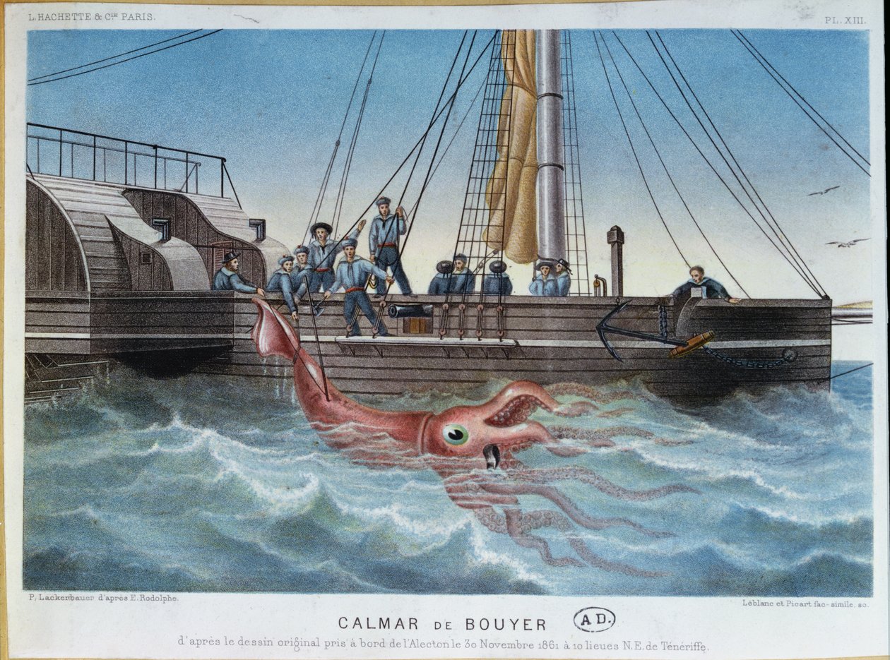 A Lula Gigante Pega pelo Alecton na Costa de Tenerife, 30 de novembro de 1861, gravada por Leblanc & Picart de E. Rodolphe