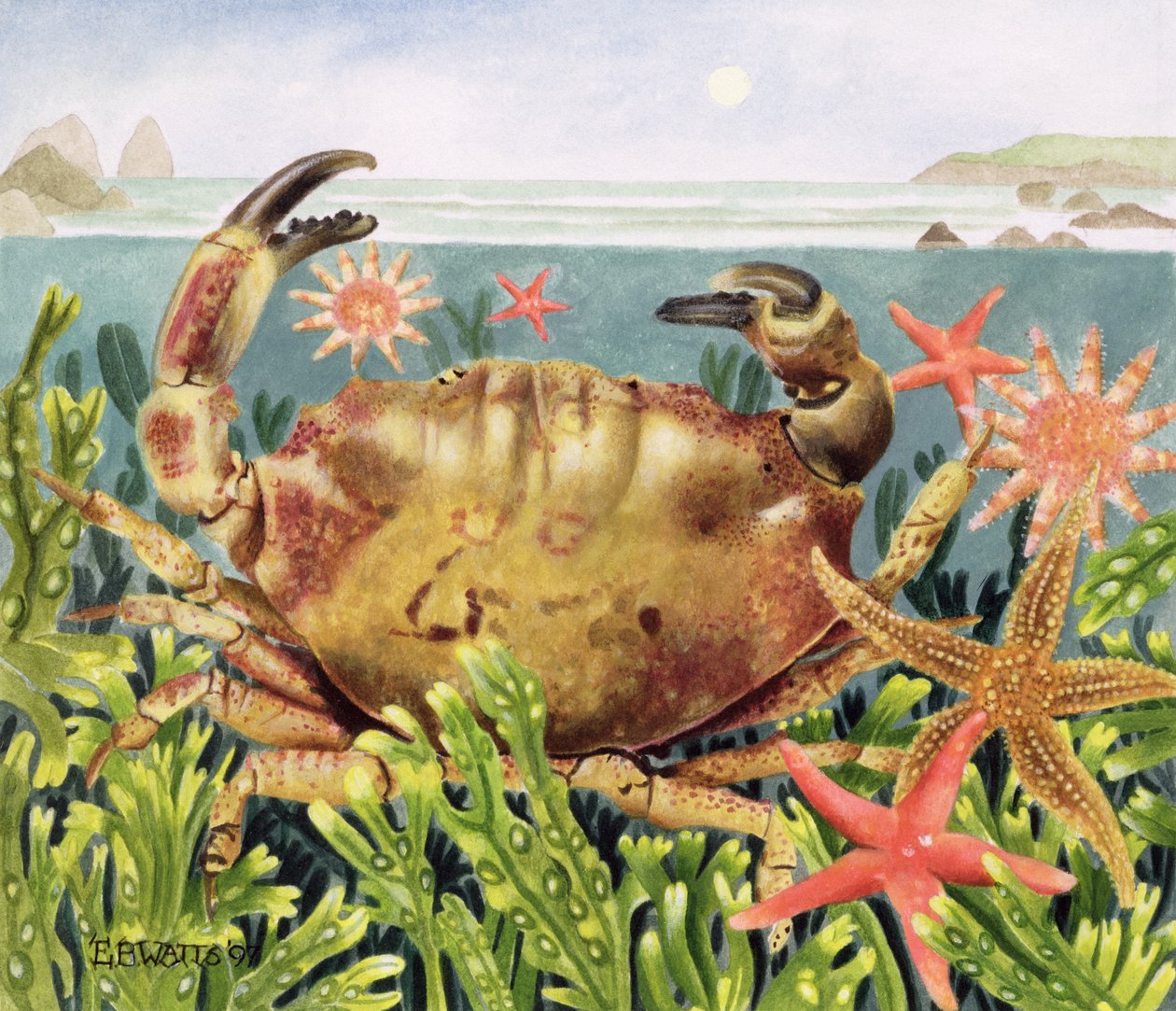 Caranguejo Furrowed com Starfish Underwater, 1997 (acrílico sobre papel) de E.B. Watts