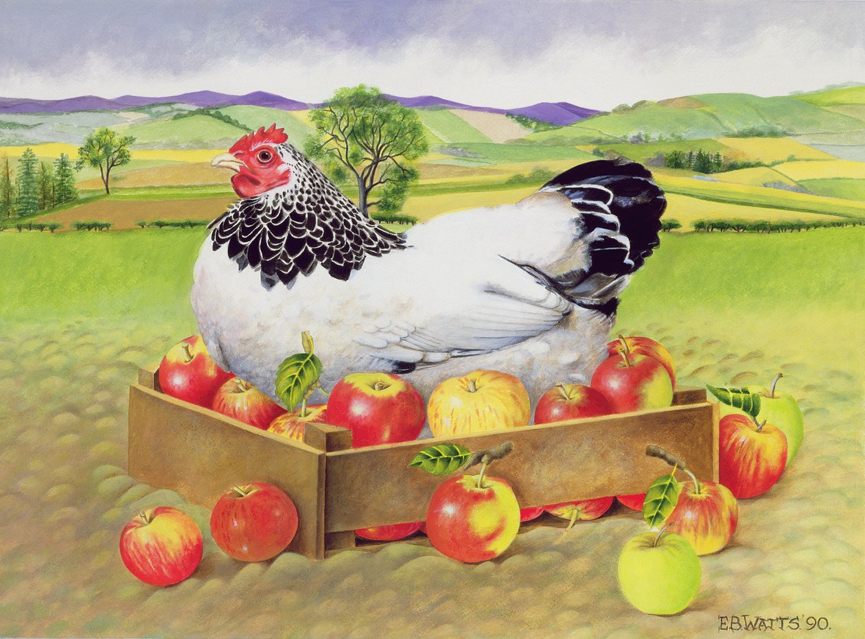 Galinha em uma caixa de maçãs, 1990 (acrílico) de E.B. Watts