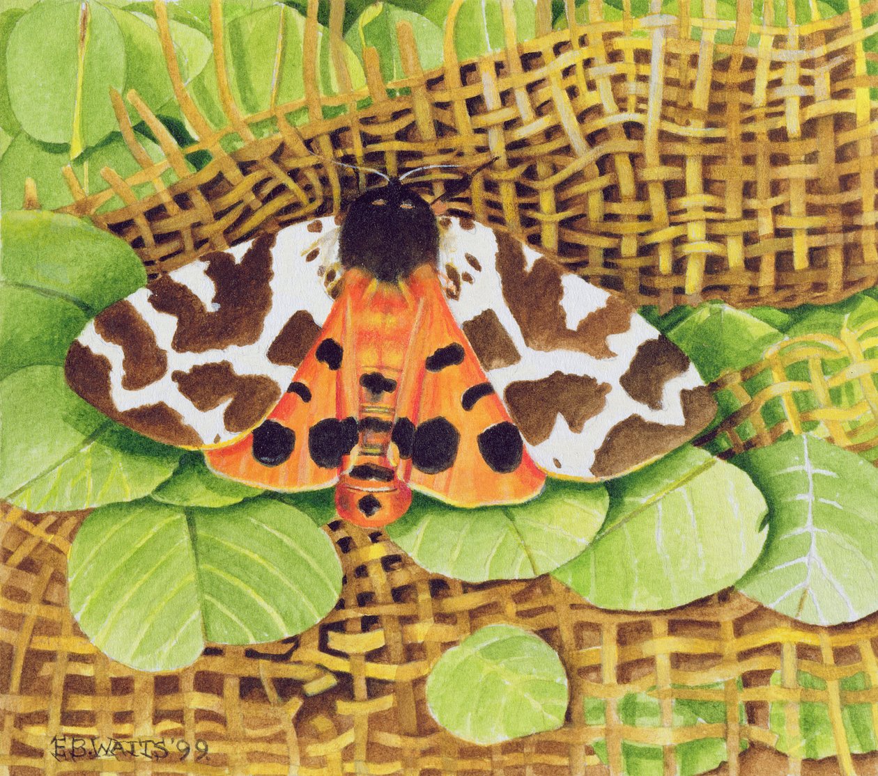 Tiger Moth, 1999 (acrílico sobre papel) de E.B. Watts