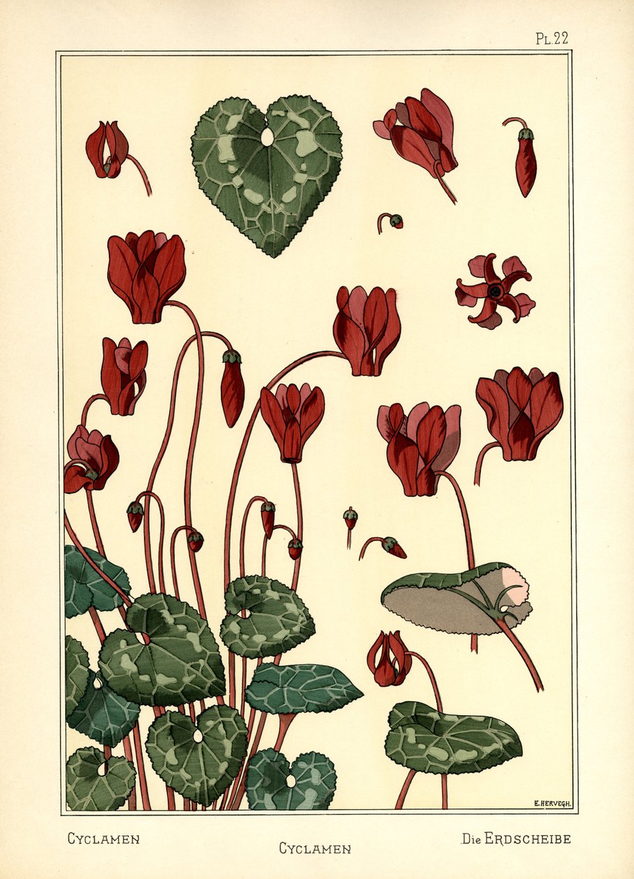 O cíclame de E. Hervegh