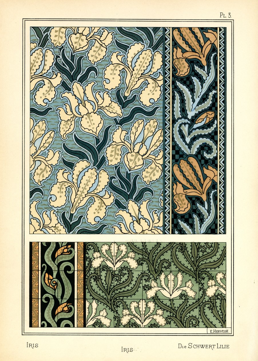The Iris de E. Hervegh