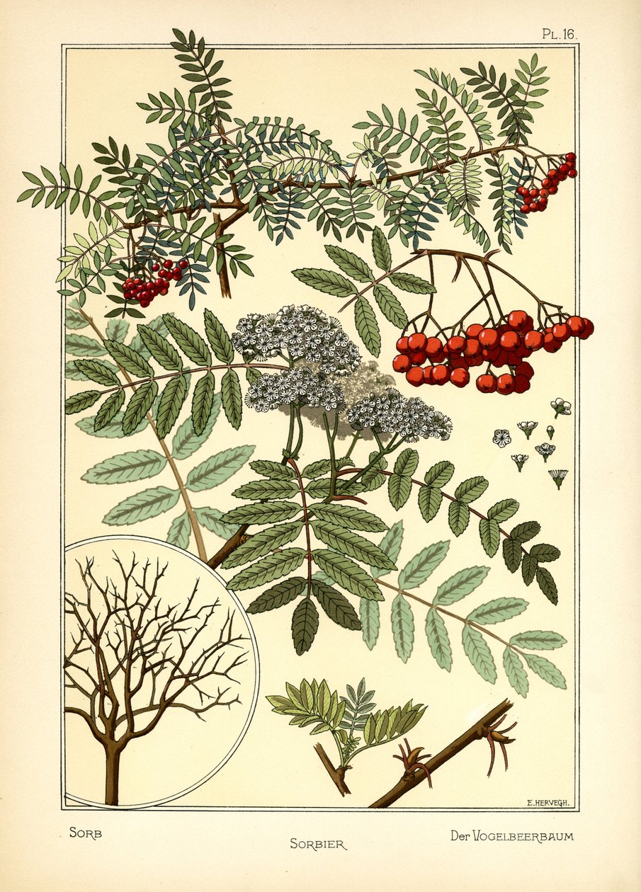 O Sorb de E. Hervegh