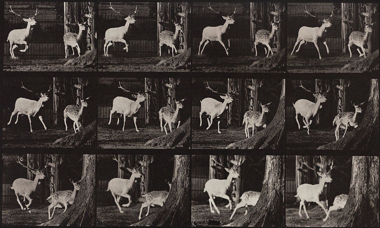 Locomoção Animal, Placa 686 de Eadweard Muybridge