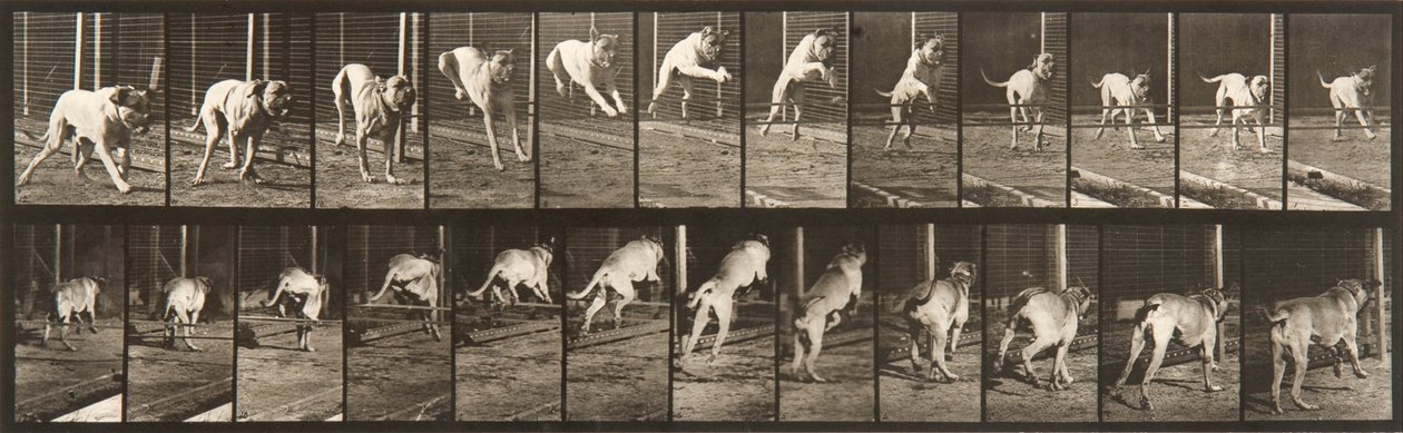 Locomoção de Animais, Placa 712 de Eadweard Muybridge