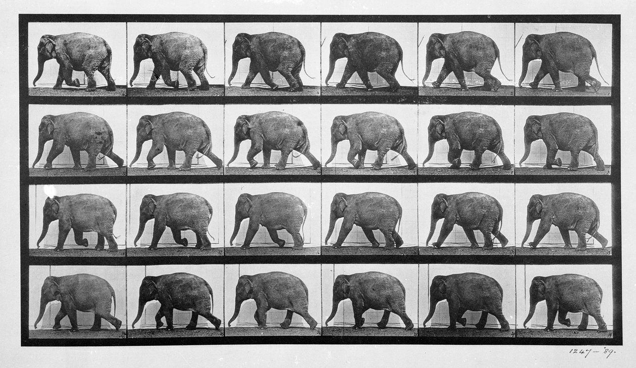 Elefante andando, prato 733 de &39;Animal Locomotion&39;, 1887 de Eadweard Muybridge
