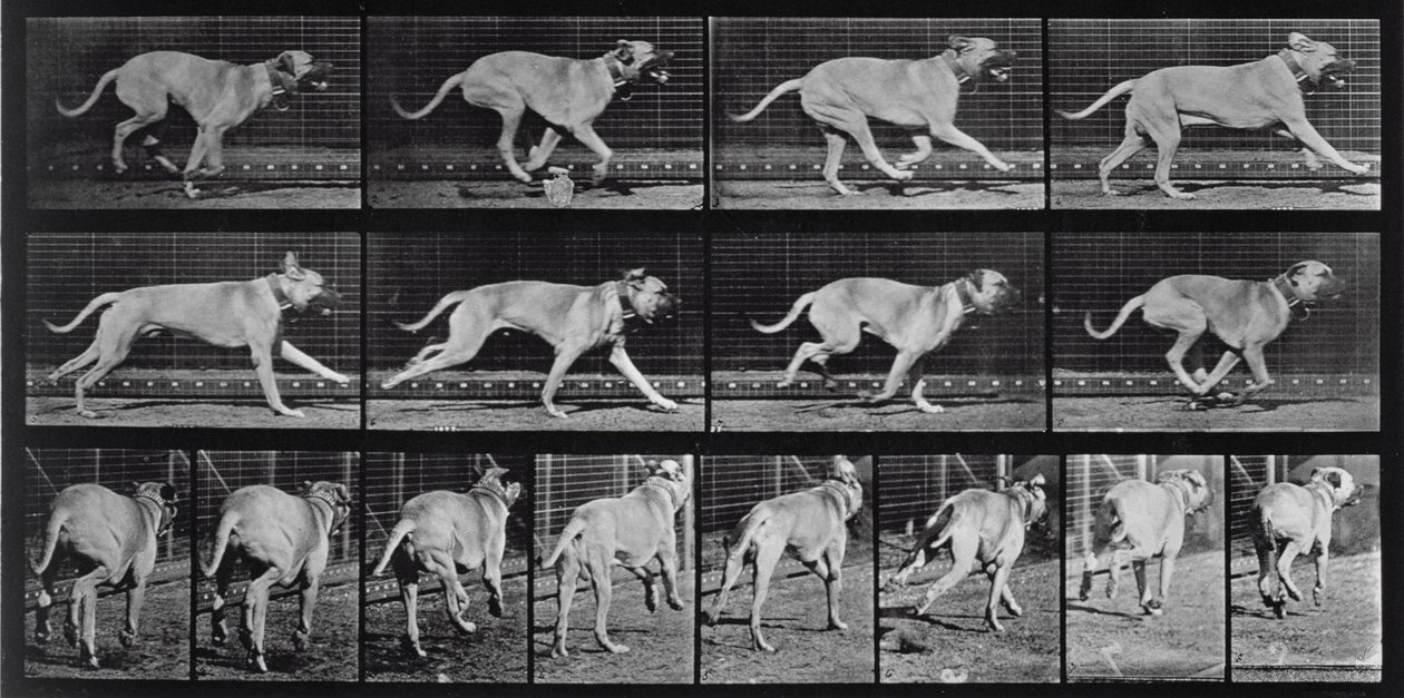 Cão de Corrida, placa 707 de &39;Animal Locomotion&39;, 1887 de Eadweard Muybridge
