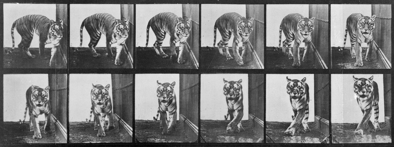 Andar de tigre, de "Locomoção Animal", 1887 de Eadweard Muybridge