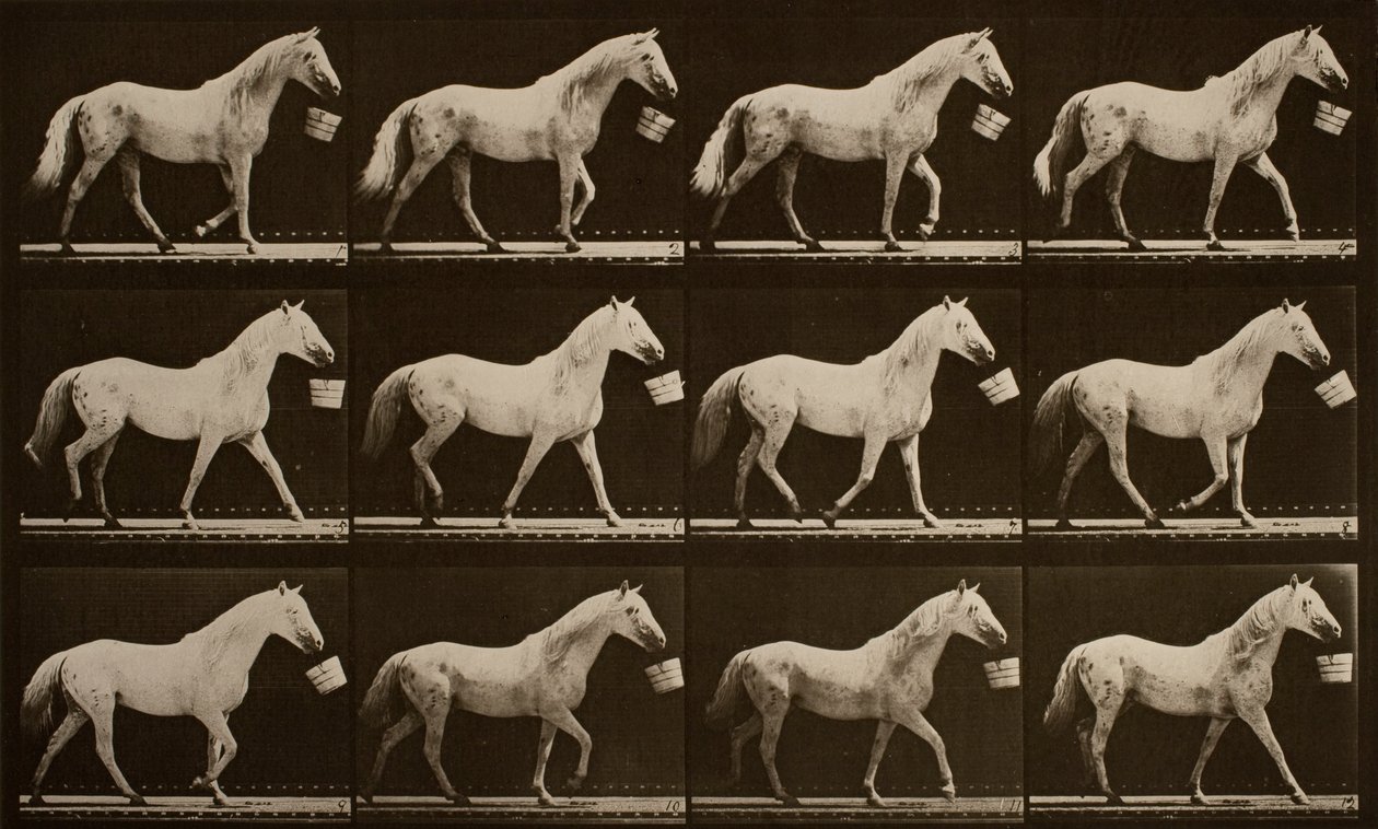 Andando com um balde na boca; cavalo cinza-claro, águia de Eadweard Muybridge