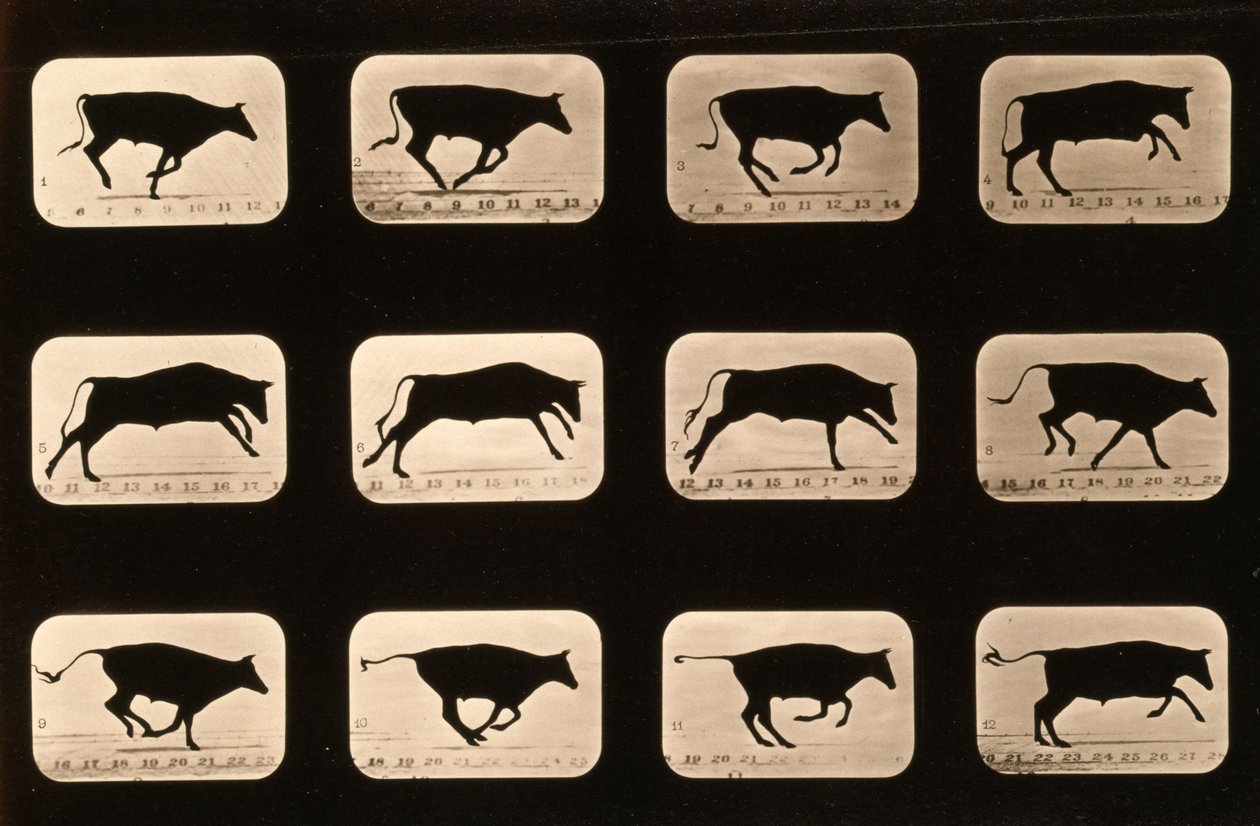 Touro, correndo, irregular da série &39;Animal Locomotion&39;, c.1881 de Eadweard Muybridge