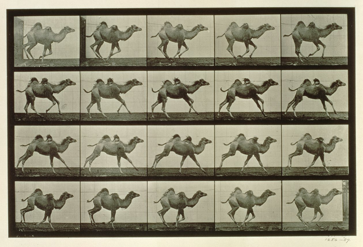 Camelo, prato de &39;Animal Locomotion&39;, 1887 de Eadweard Muybridge