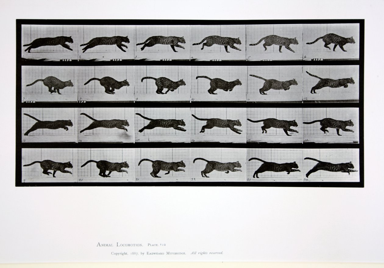 Gato correndo, placa 720 de &39;Animal Locomotion&39;, 1887 de Eadweard Muybridge