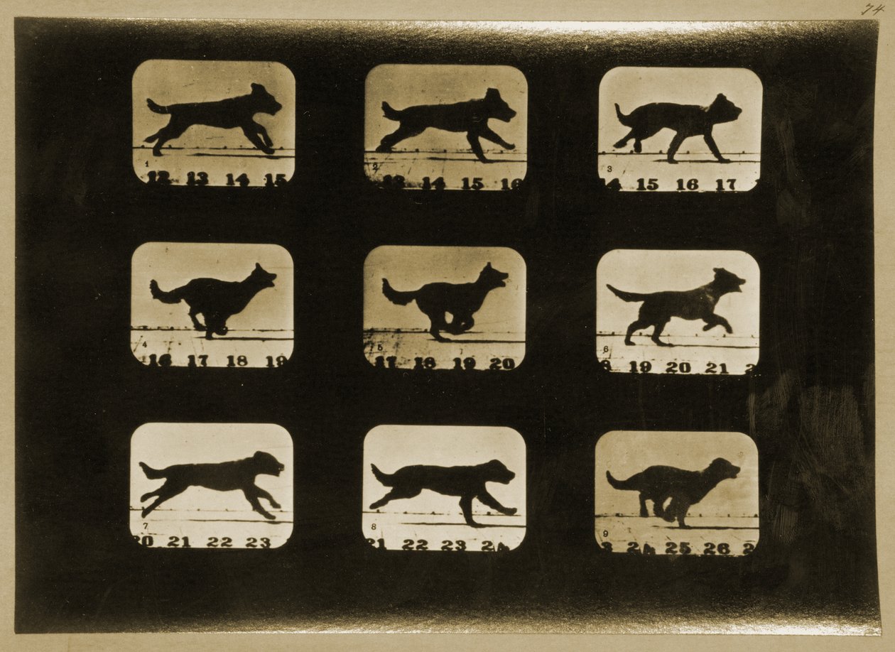 Dogs Running, da série &39;Animal Locomotion&39;, c.1881 de Eadweard Muybridge