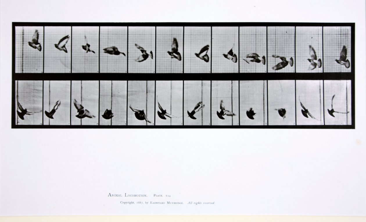 Pássaro voador, placa 756 de &39;Animal Locomotion&39;, 1887 de Eadweard Muybridge