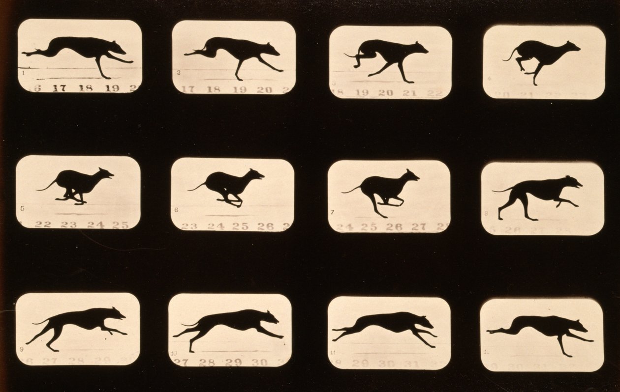 Greyhound, executando série "Animal Locomotion", c.1881 de Eadweard Muybridge
