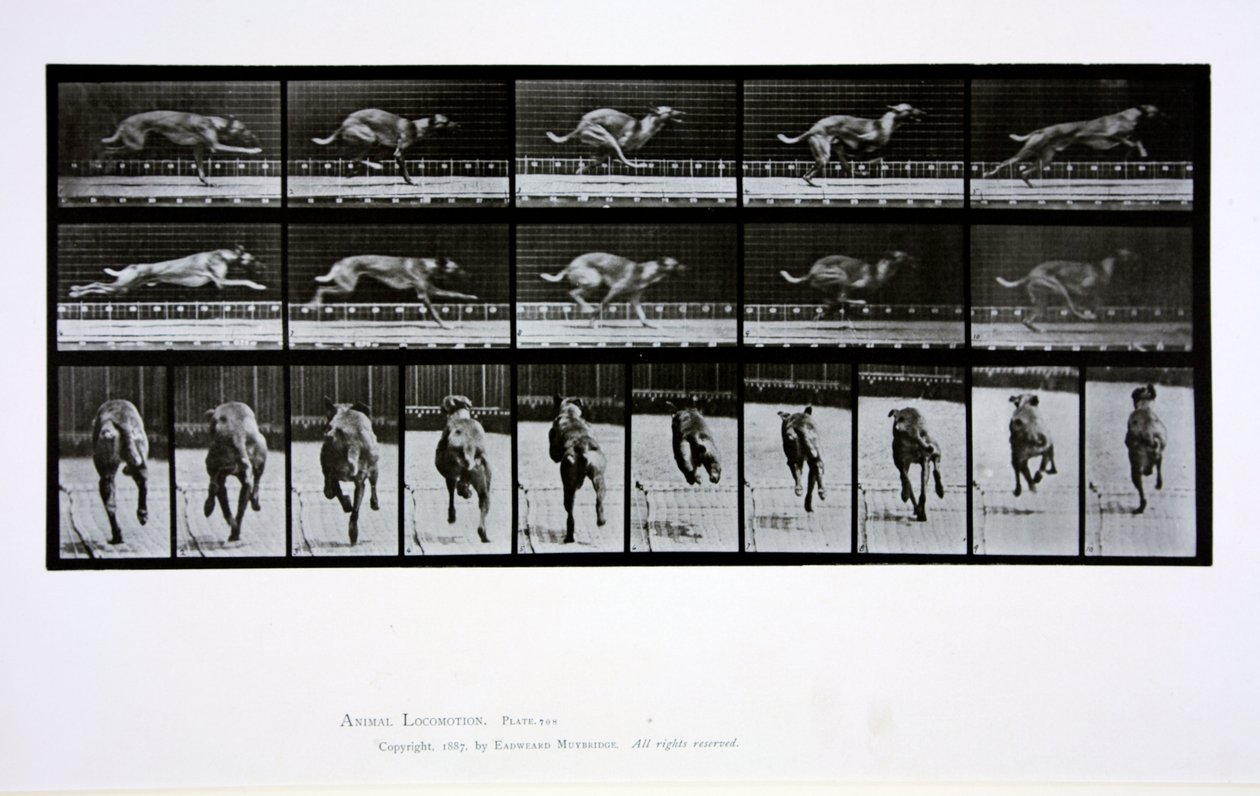 Galgo correndo, placa 708 de &39;Animal Locomotion&39;, 1887 de Eadweard Muybridge