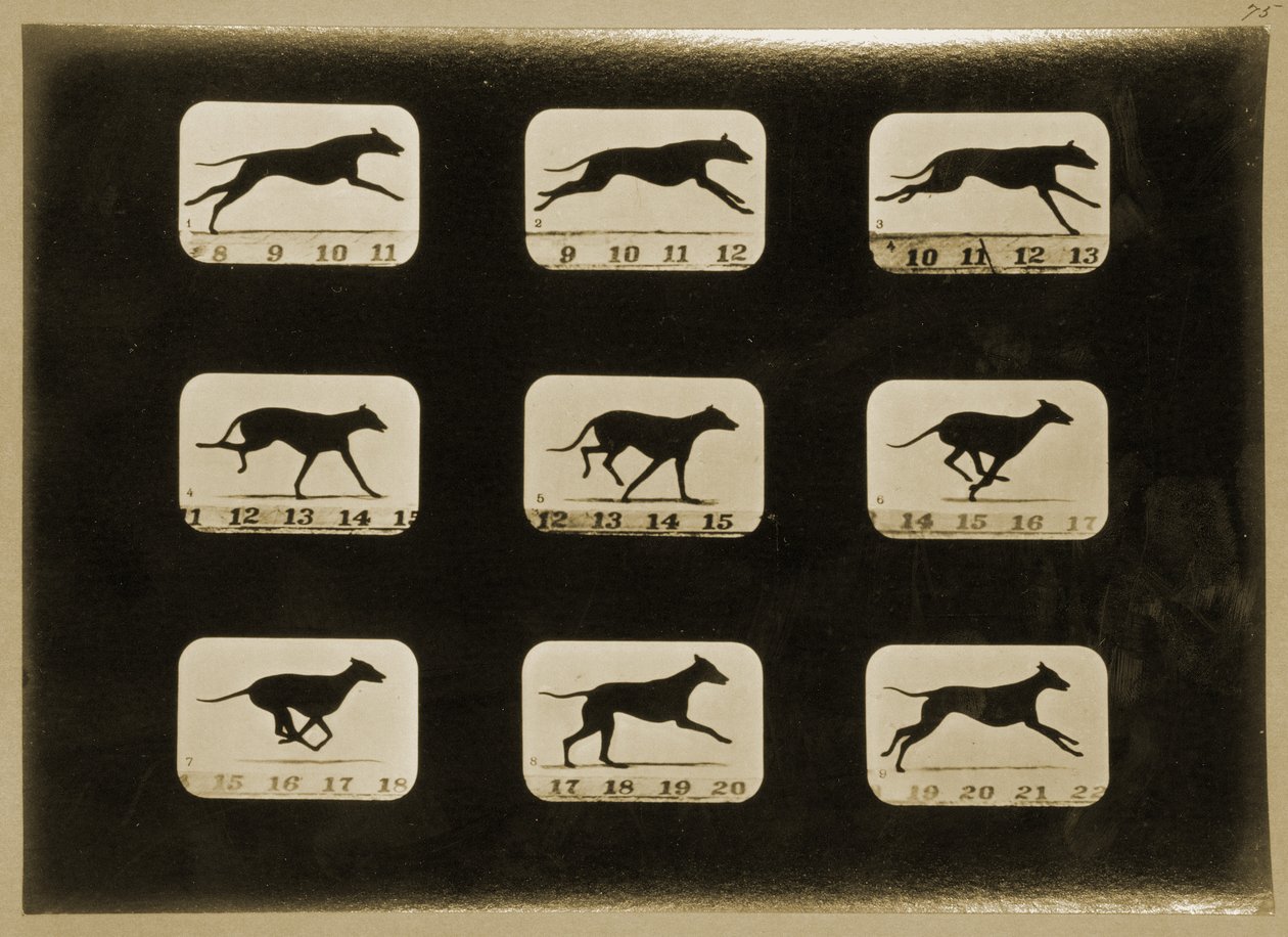 Greyhounds correndo, da série &39;Animal Locomotion&39;, c.1881 de Eadweard Muybridge