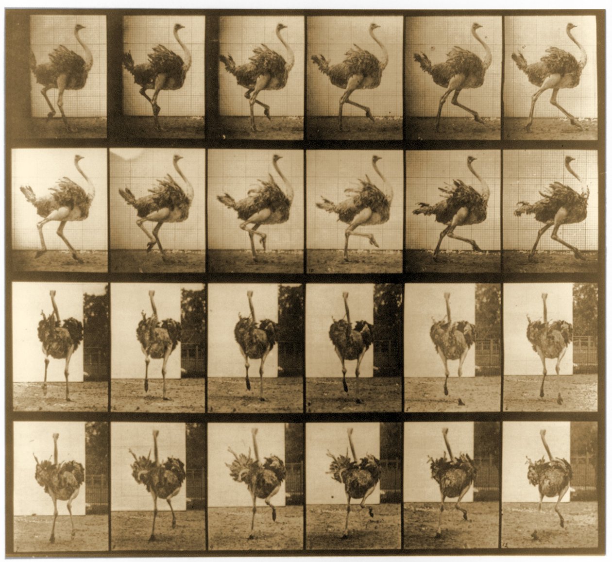 Sequência de imagens de um avestruz em execução, série &39;Animal Locomotion&39;, c.1887 de Eadweard Muybridge